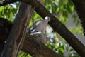 two gray pigeons in love Royalty Free Stock Photo