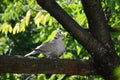 two gray pigeons in love Royalty Free Stock Photo