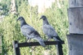 Two gray pigeons sit on a wooden frame Royalty Free Stock Photo