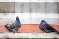 two gray pigeons are sitting on the ledge of a building in the city