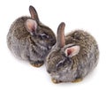 Two gray rabbit isolated Royalty Free Stock Photo