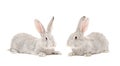 Two gray rabbit