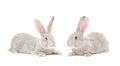 Two gray rabbit Royalty Free Stock Photo