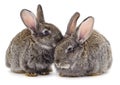 Gray rabbit isolated Royalty Free Stock Photo