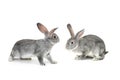 Two gray rabbit Royalty Free Stock Photo