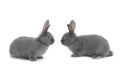 Two gray rabbit Royalty Free Stock Photo