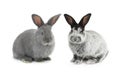 Two gray rabbit Royalty Free Stock Photo