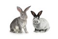 Two gray rabbit Royalty Free Stock Photo