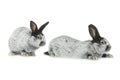 Two gray rabbit Royalty Free Stock Photo