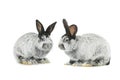 Two gray rabbit Royalty Free Stock Photo