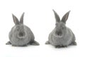 Two gray rabbit Royalty Free Stock Photo