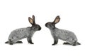 Two gray rabbit Royalty Free Stock Photo