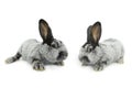 Two gray rabbit Royalty Free Stock Photo