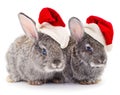 Two gray rabbits in a Santa Claus hat isolated Royalty Free Stock Photo
