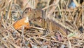 two gray rats feed on bread on the river bank