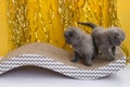 Two gray scottish kittens are playing. Yellow background. Funny animals. Pets