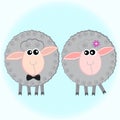 Two gray sheep Royalty Free Stock Photo