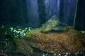 Two gray spotted Pterygoplichthys gibbiceps fishes lie on the stone bottom of the tank behind glass. Exotic armored catfish in the
