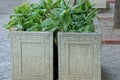 Two gray stone flowerpots with green leaves of plants