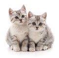 Two gray striped cats.