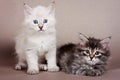 Two gray striped kitten Siberian cats