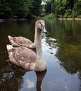 Two gray swans are in a pond Royalty Free Stock Photo