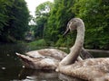 two gray swans swim in a pond under the rain Royalty Free Stock Photo