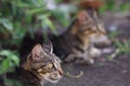 Two gray tabby cats lying in a shade next to a wall Royalty Free Stock Photo