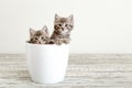 Two gray tabby kittens sitting in white flower pot. Portrait of two adorable fluffy kittens with copy space. Beautiful baby cats Royalty Free Stock Photo