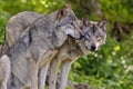 Gray Wolves beside each other.