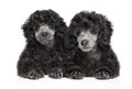 Two gray Toy Poodle puppies on white background