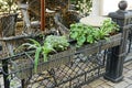 Two gray vases with green ornamental plants on a black iron fence on the sidewalk Royalty Free Stock Photo