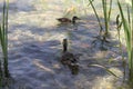 Amazing drake wild duck with green head and yellow beak swims in lake or river with clean water. Side view.