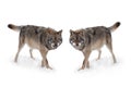 Two gray wolf with a grin is isolated on a white