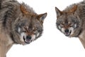 two gray wolf with a grin is isolated on white background Royalty Free Stock Photo