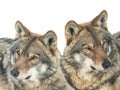 two gray wolf is isolated on a white Royalty Free Stock Photo