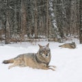 two gray wolf lies in snow on the background of the forest Royalty Free Stock Photo