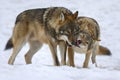 Two Gray wolf in the winter forest. Wolf in the nature habitat Royalty Free Stock Photo