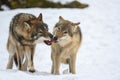 Two Gray wolf in the winter forest. Wolf in the nature habitat Royalty Free Stock Photo