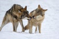 Two Gray wolf in the winter forest. Wolf in the nature habitat Royalty Free Stock Photo