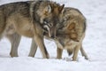 Two Gray wolf in the winter forest. Wolf in the nature habitat Royalty Free Stock Photo