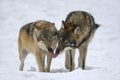 Two Gray wolf in the winter forest. Wolf in the nature habitat Royalty Free Stock Photo