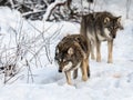 Two gray wolfs, Canis lupus, walking to the right, while sniffing on the ground. Snowy winter forest.