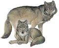 Two gray wolfs on the white background.