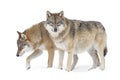 Two Gray wolves Royalty Free Stock Photo