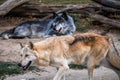 Two gray wolves Royalty Free Stock Photo