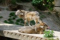 Two gray wolves in a zoo Royalty Free Stock Photo