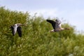 Two graylag geese in flight Royalty Free Stock Photo