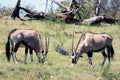 Two grazing African antelopes Oryx. Royalty Free Stock Photo