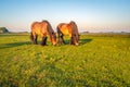 Two grazing Belgian Draught horses Royalty Free Stock Photo